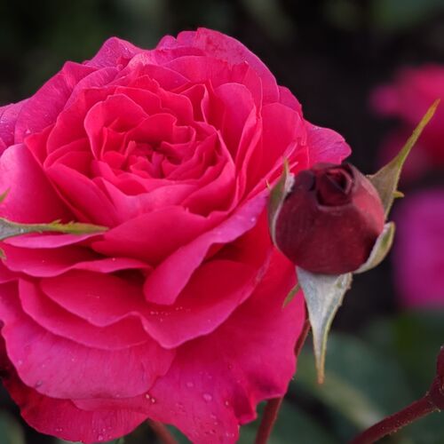 Сорта бархатных роз: названия, фото и отзывы о розах с бархатистым оттенком