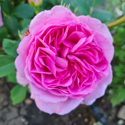 Роза Лилак Топаз (Lilac Topaz) 2 сорт