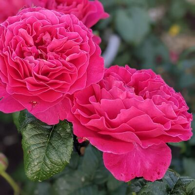 Роза Пион Фиолетовый
