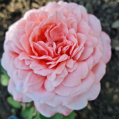 Роза Помпадур (Pompadour)