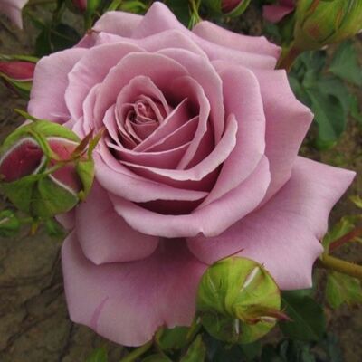 Роза Симпли Горжес (Simply Gorgeous)