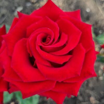 Роза Секси Ред (Sexy Red)