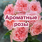 Ароматные розы