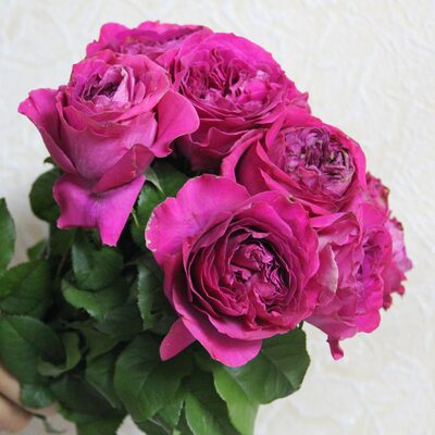 Роза Пион Фиолетовый