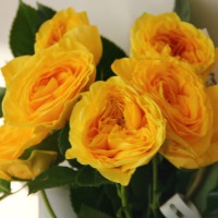 Роза  Лемон Помпон 2 сорт