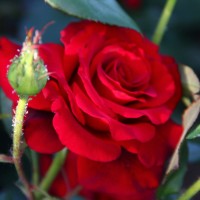 Роза  Арикота 2 сорт