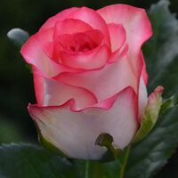 Роза  Джумилия 2 сорт