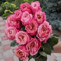 Роза  Каоликазали 2 сорт