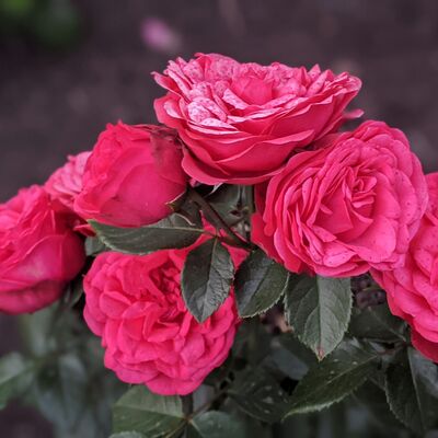 Роза Ред Пиано