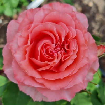 Роза Корал Желе (Corail Gelee)