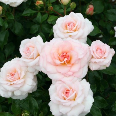 Роза Кремоза (Cremosa)