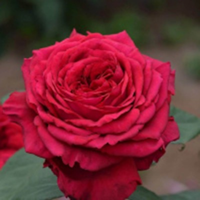 Роза 4-х ветров (Rose des 4 Vents)
