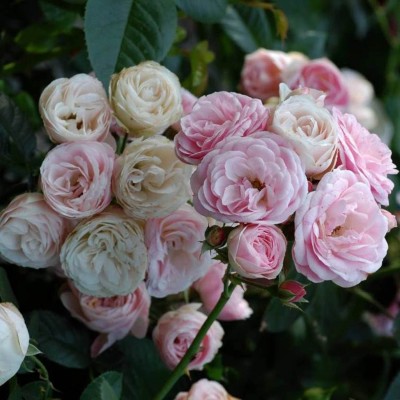 Роза Букет Парфе (Bouquet Parfait)