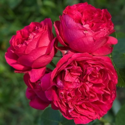 Роза Ред Эден Роуз (Red Eden Rose)