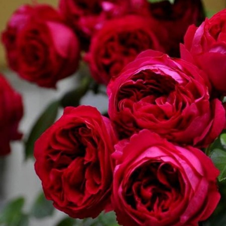 Ред Эден Роуз (Red Eden Rose)
