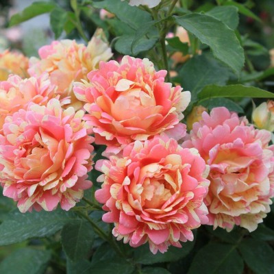 Роза Роз де Систерсьян (Rose des Cisterciens)