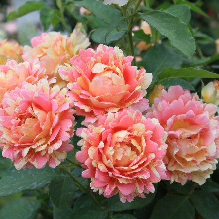 Роз де Систерсьян (Rose des Cisterciens)