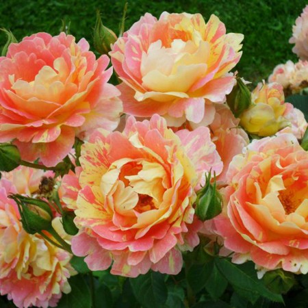 Роз де Систерсьян (Rose des Cisterciens)