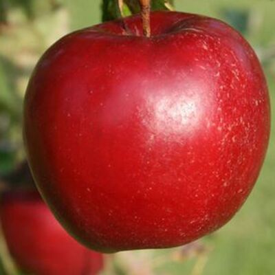 Купить яблоню Ред Кетти почтой